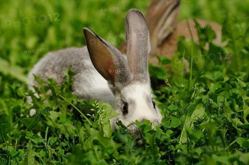 A hare with large ears hiding in the grass, domestic rabbit (Oryctolagus cuniculus forma domestica), Bavaria