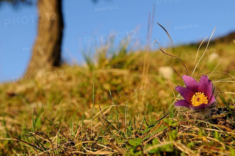 A purple Pasque flower (Pulsatilla vulgaris) on a grassy area with a blue sky in the background, Upper Palatinate