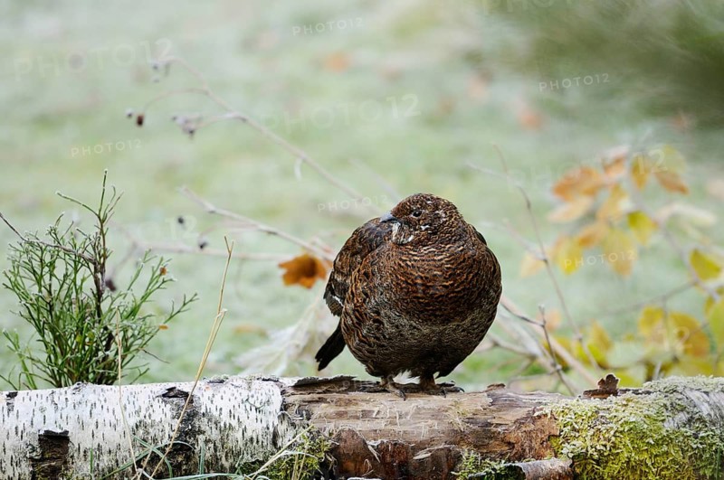 A brown bird sits on a tree trunk, surrounded by an autumn landscape with colourful foliage, black grouse (Lyrurus tetrix), Bavarian Forest National Park
