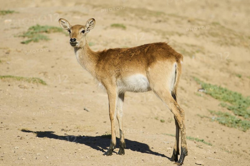 Southern lechwe (Kobus leche) standing in the dessert, captive, distribution Africa
