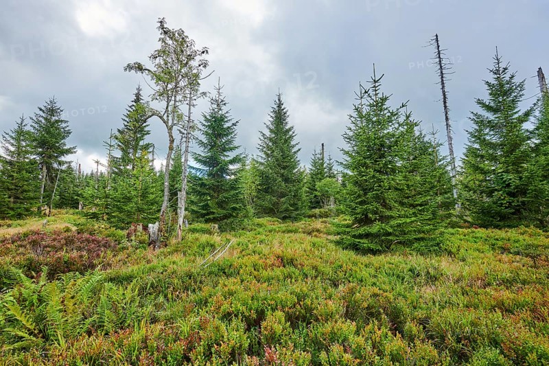 Vegetation with Norway spruce (Picea abies) and colored European blueberry (Vaccinium myrtillus) on Mount Lusen in late summer, Bavarian Forest, Bavaria, Germany, Europe