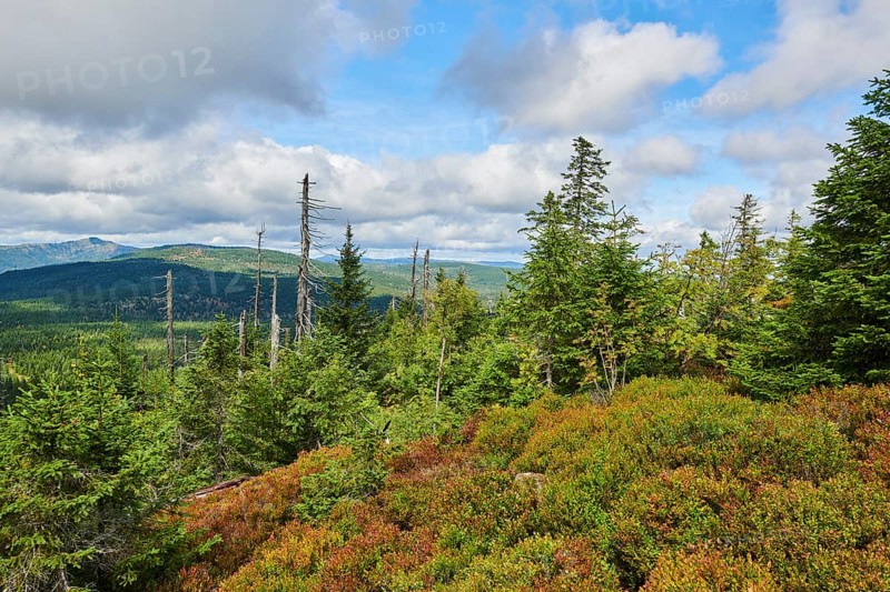 Vegetation with Norway spruce (Picea abies) and colored European blueberry (Vaccinium myrtillus) on Mount Lusen in late summer, Bavarian Forest, Bavaria, Germany, Europe