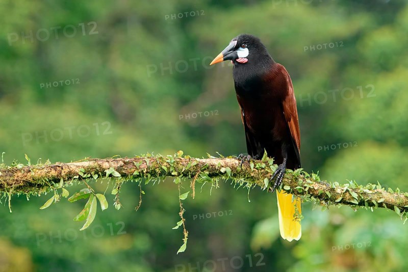 Montezuma Oropendola (Psarocolius Montezuma) perched on a branch, Costa Rica, Central America
