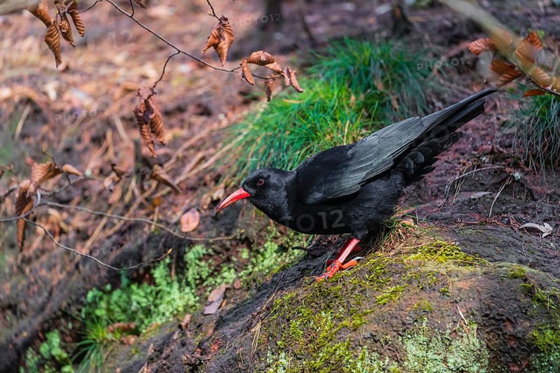 A Red-billed chough, Pyrrhocorax pyrrhocorax stands on a rock looking for food