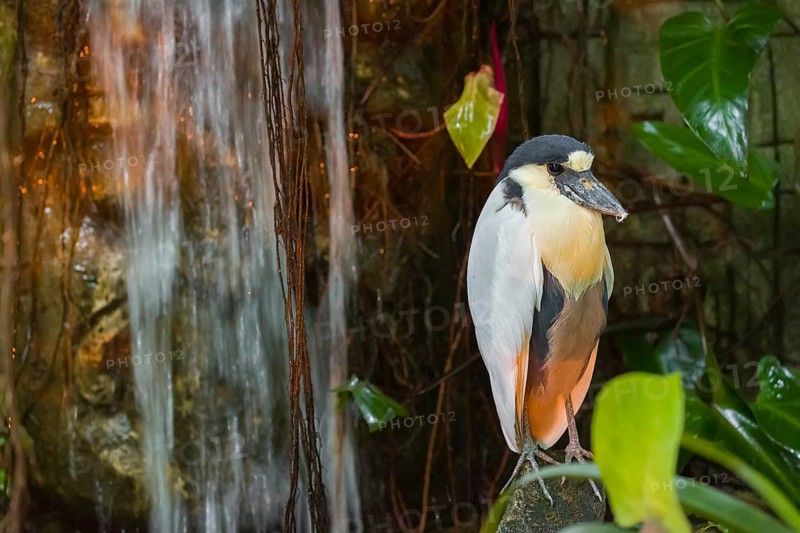 A boat-billed heron (Cochlearius cochlearius) stands on a stone next to a waterfall