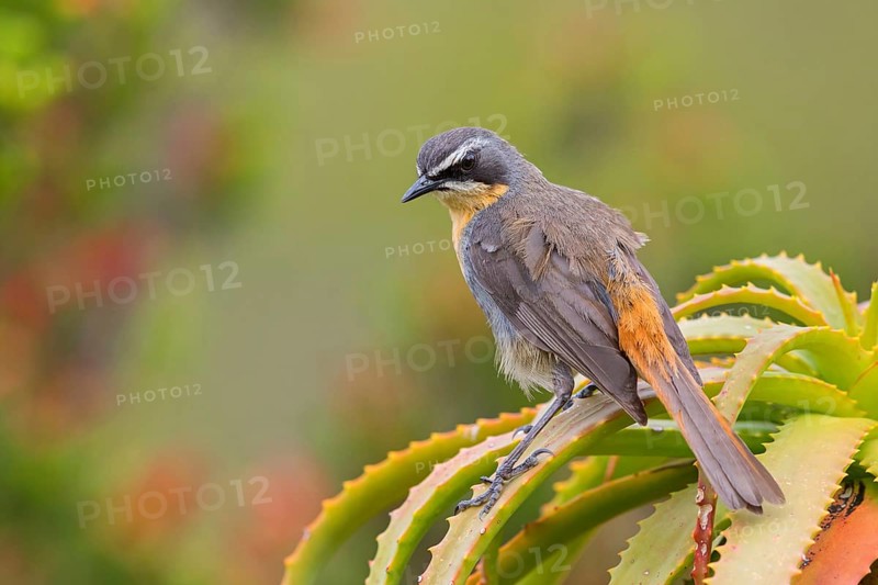 Cossypha caffra, family of flycatchers, Underberg surroundings, Underberg, KwaZulu-Natal, South Africa, Africa
