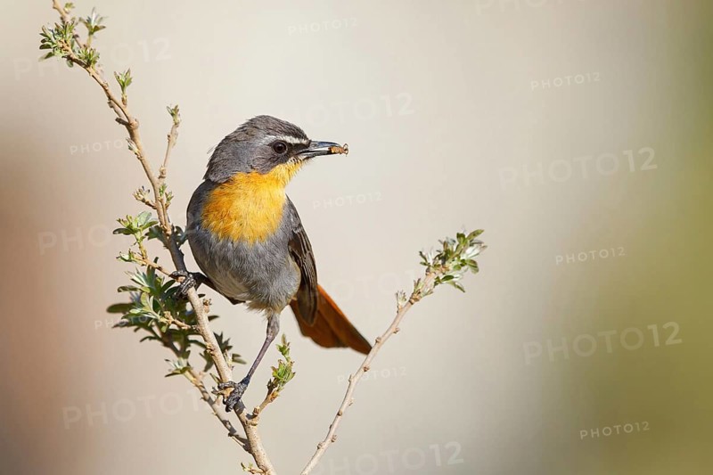 Cossypha caffra, family of flycatchers, Underberg surroundings, Underberg, KwaZulu-Natal, South Africa, Africa