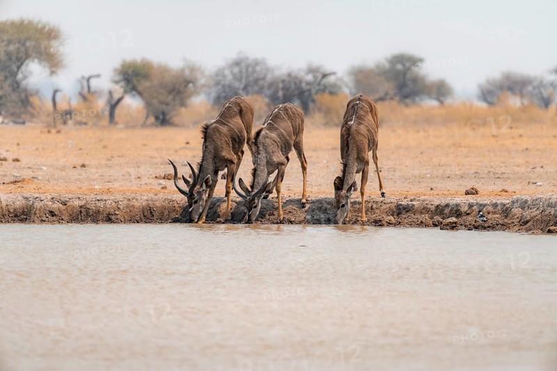 Greater kudu (Tragelaphus strepsiceros), three kudus drinking at a waterhole, Nxai Pan National Park, Botswana, Africa