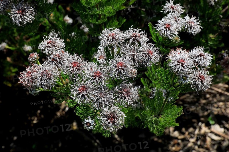 Serruria fucifolia (Serruria fucifolia), flowers, flowering, bush, fynbos, Kirstenbosch Botanical Gardens, Cape Town, South Africa, Africa