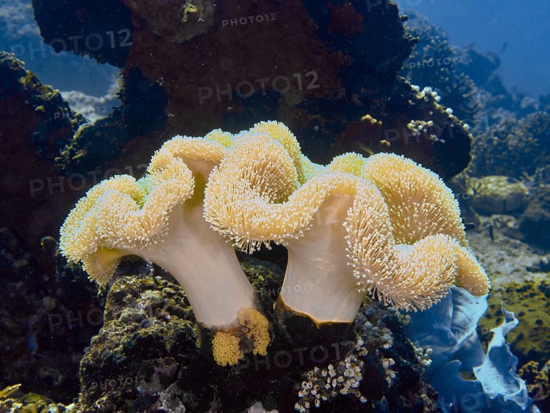 Close-up of undulating mushroom leather corals (Sarcophyton glaucum) in a blue underwater world, dive site Close Encounters, Permuteran, Bali, Indonesia, Asia