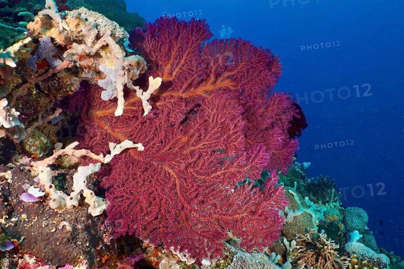 Red knotted fan (Melithaea ochracea) on an underwater reef, dive site SD, Nusa Ceningan, Nusa Penida, Bali, Indonesia, Asia