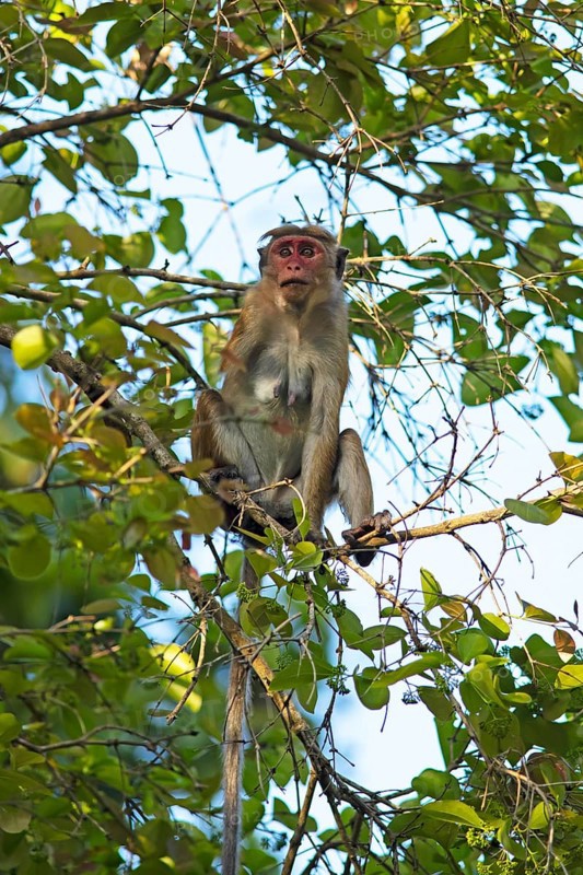 Ceylon hat monkey (Macaca sinica) on a tree, Habarana, Anuradhapura, North Central Province, Sri Lanka, Asia