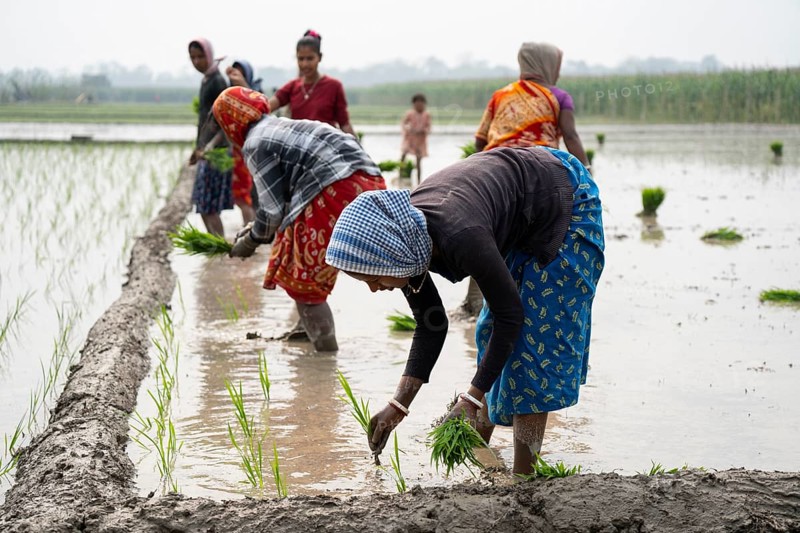 Morigaon, India. 20 February 2024. Women plant rice saplings in a paddy field on February 20, 2024 in Mayong, India. Rice cultivation contributes to food security in India by ensuring a stable supply of this essential food grain