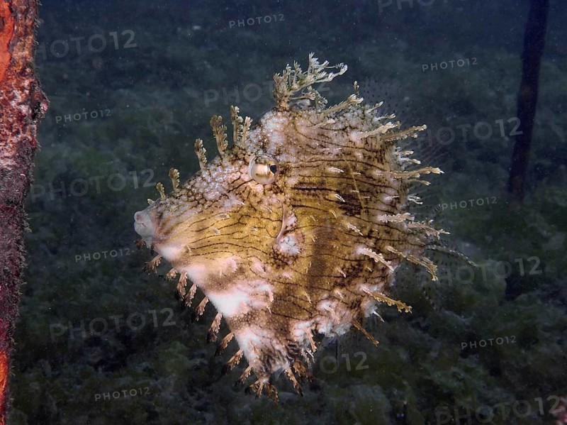 A jewellery filefish (Chaetodermis penicilligerus), filefish, swimming in an abandoned coral nursery, dive site Secret Bay, Gilimanuk, Bali, Indonesia, Asia