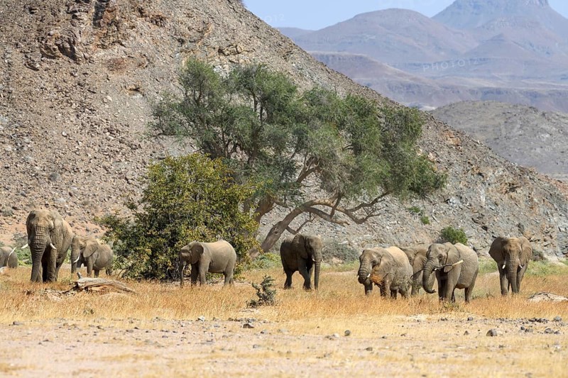 Desert elephants (Loxodonta africana) in the Huab dry river, Damaraland, Kunene region, Namibia, Africa