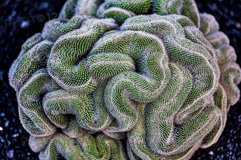 2016, Guatiza, Lanzarote, Jardin de Cactus by Cesar Manrique, ESP, Spain, Canary Islands, Canary Islands, Atlantic Ocean, Lanzarote, biosphere reserve, volcano, volcanism, volcanic island, island, recording date, Europe