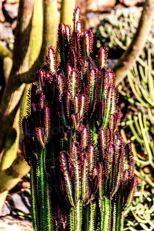2016, Guatiza, Lanzarote, Jardin de Cactus by Cesar Manrique, ESP, Spain, Canary Islands, Canary Islands, Atlantic Ocean, Lanzarote, biosphere reserve, volcano, volcanism, volcanic island, island, recording date, Europe