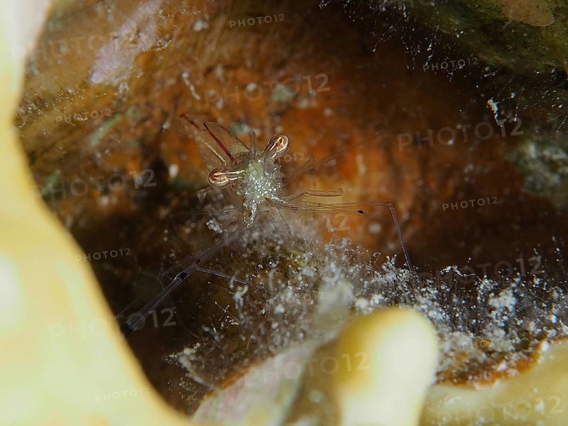 Small Red Scissor Shrimp (Cuapetes tenuipes), shrimp, hiding in a cave under water, dive site House Reef, Mangrove Bay, El Quesir, Red Sea, Egypt, Africa