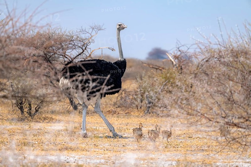 Common ostrich (Struthio camelus), adult male with young, chicks, animal family, African savannah, Nxai Pan National Park, Botswana, Africa
