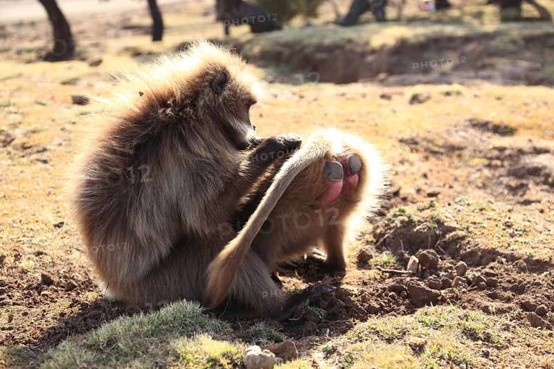In the highlands of Abyssinia, in the Semien Mountains, landscape in the Semien Mountains National Park, blood-breasted baboons, Theropithecus gelada, rare primate species in the highlands of Ethiopia, cheek pouch monkey, delousing, Ethiopia, Africa