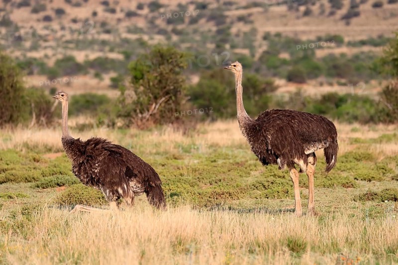 South African ostrich (Struthio camelus australis), common ostrich, adult, female, two females, Mountain Zebra National Park, Eastern Cape, South Africa, Africa
