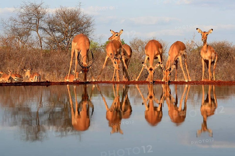 Black Heeler Antelope (Aepyceros melampus), adult, group, female, male, at the water, drinking, Kruger National Park, Kruger National Park, Kruger National Park South Africa