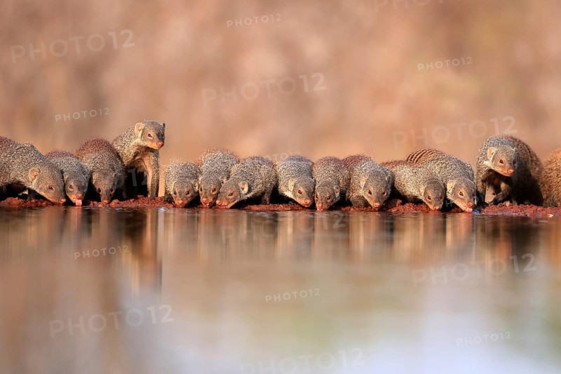 Zebra mongoose (Mungos mungo), adult, group, at the water, drinking, Kruger National Park, Kruger National Park, Kruger National Park South Africa