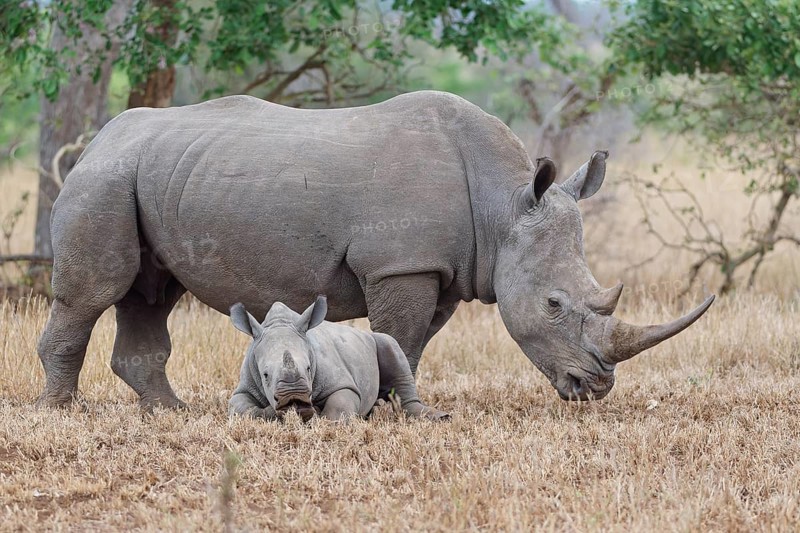 Southern white rhinoceros (Ceratotherium simum simum), adult female standing with resting young, in short dry grass, Kruger National Park, South Africa, Africa