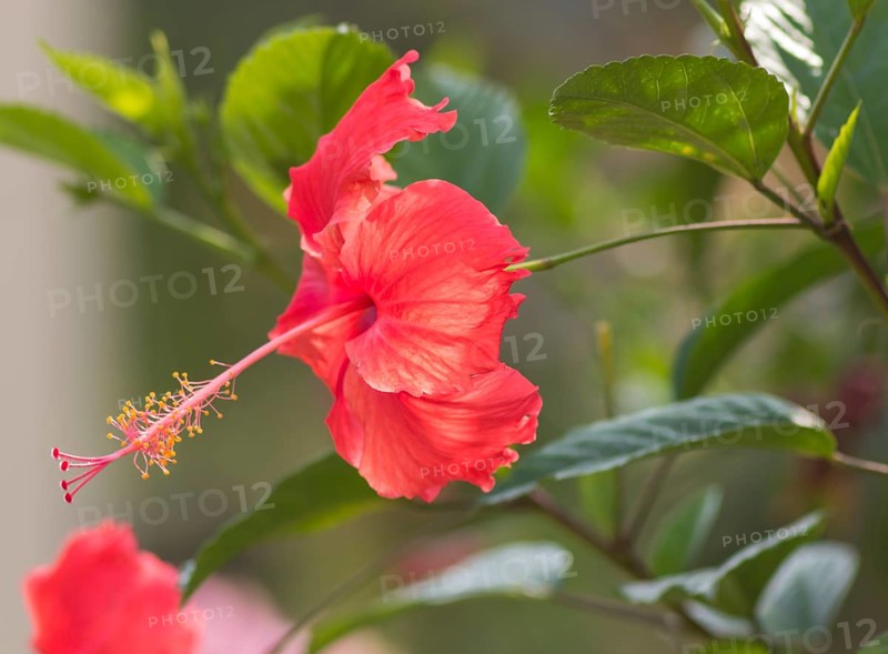 Red hibiscus flower on a gleam in Vietnam. with a blurred background