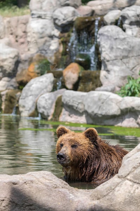 One Kamchatka brown bear (Ursus arctos piscator), bathing in a pond with a small cascade in the background