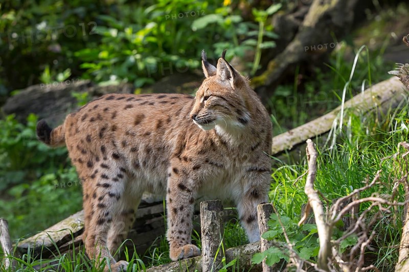 One Eurasian (Carpathian) lynx, Lynx lynx carpathicus, standing in lush vegetation with tree logs lying around