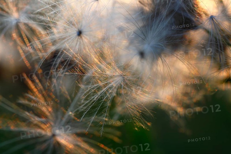 Thistle seeds backlit by the setting sun, Middle Elbe Biosphere Reserve, Dessau-Roßlau, Saxony-Anhalt, Germany, Europe