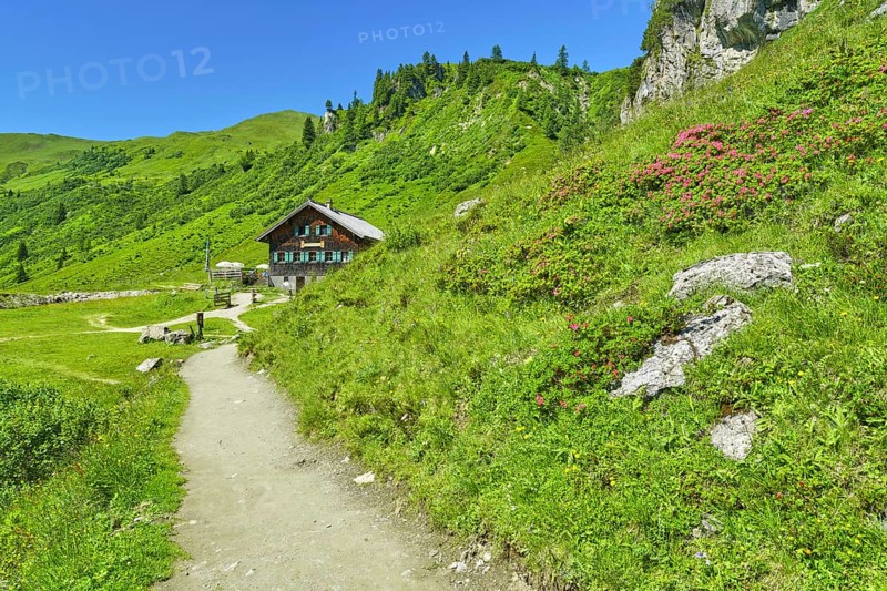 Tappenkarsee alp with alpine roses, alp with hiking trail, landscape conservation area, Radstätter Tauern, Kleinarl, Pongau, Salzburg