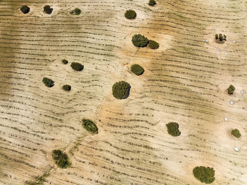 Holm Oaks (Quercus ilex) in a field, aerial view, drone shot, Almería province, Andalusia, Spain, Europe