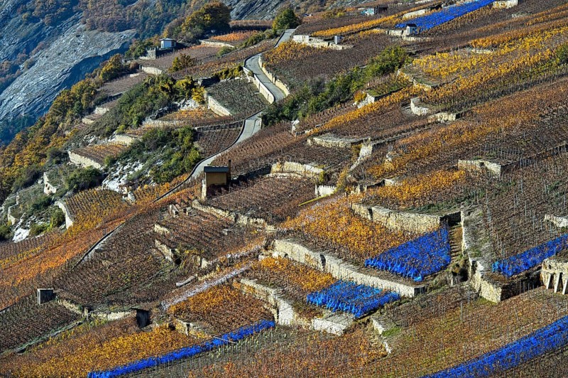 Vineyard terraces with blue bird protection nets on a sunny slope above the Rhone valley, Vétroz, Valais, Switzerland, Europe