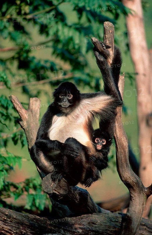 Black-handed Spider Monkeys, female with young, geoffroy's spider monkeys (Ateles geoffroyi), female with young