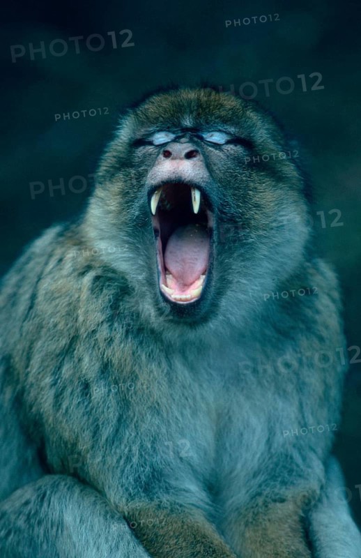 Barbary Monkey, yawning (Macaca silvanus)