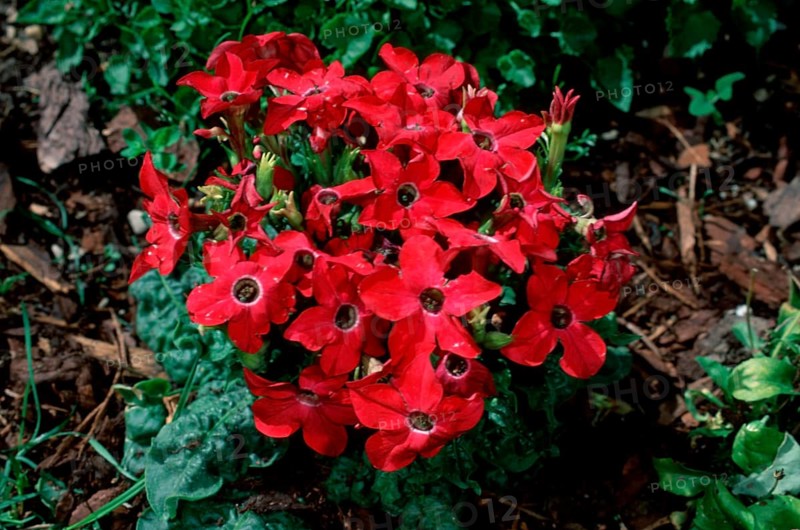 Tobac (Nicotiana x sanderae)