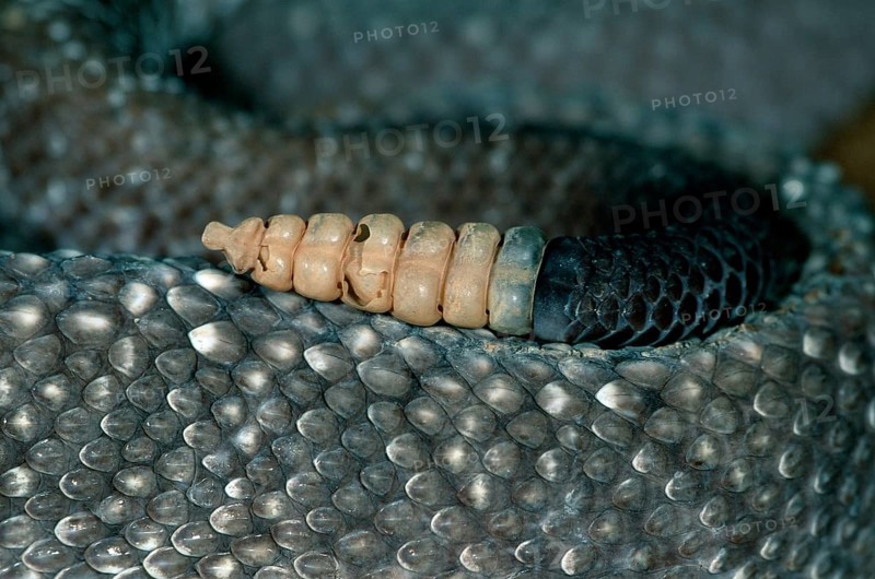 Uracoan rattlesnake, tail tip (Crotalus vegrandis)
