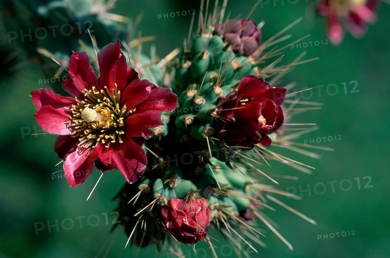 Cholla cactus (Cactaceae), Arizona, USA, nopale (Opuntia), north america (north_america), Plants, Cacti, Flowers, red, red, Landscape format, horizontal, North America