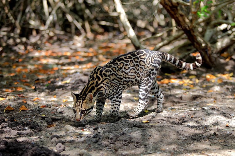 Ocelot (Leopardus pardalis) male, Honduras, Central America