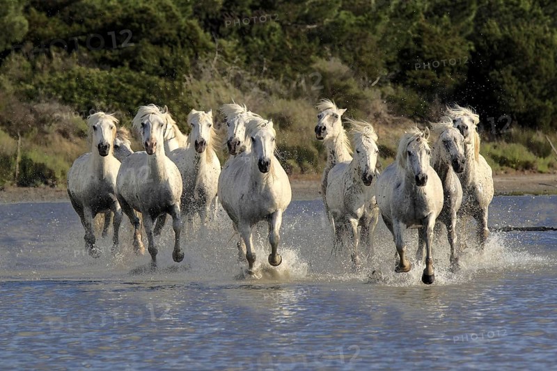 Camargue horses run through water, Camargue, Provence, South of France, Camargue horse, white horse