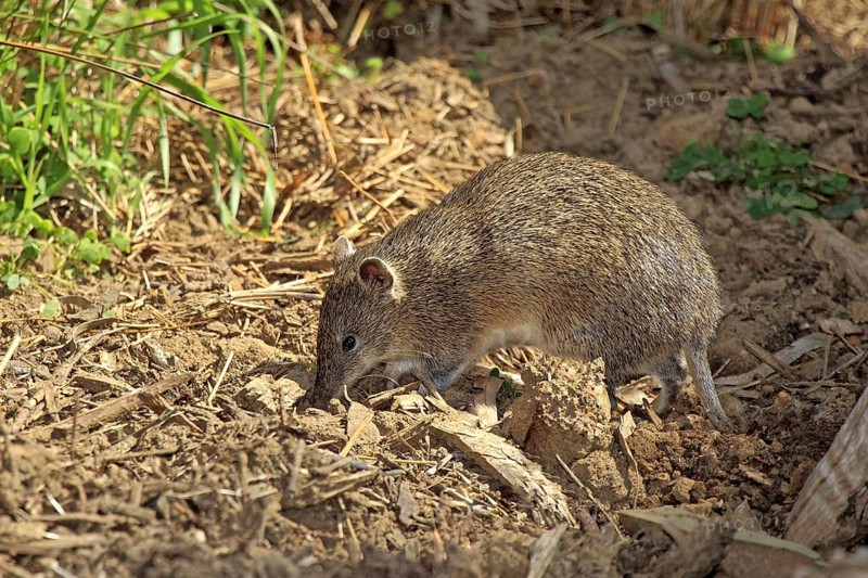 Short-nosed Bandicoot (Isoodon obesulus), South Australia