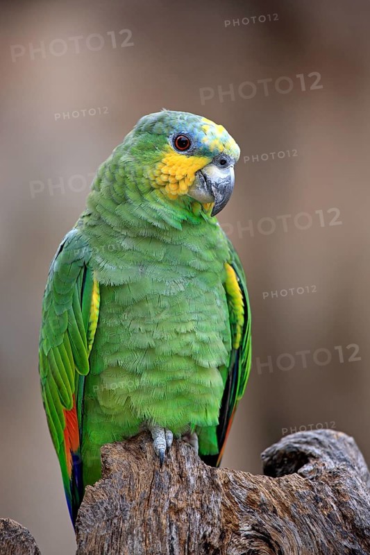 Orange-winged Amazon (Amazona amazonica)