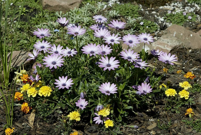 Gazania (Gazania)