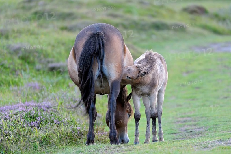 Exmoor ponies, mare with foal, De Bollekamer nature reserve, Texel island, North Holland, Netherlands