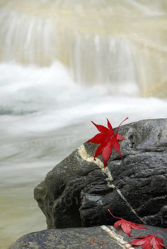 Japanese (Acer japonicum aconitifolium) maple, leaves on stones