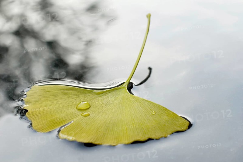 Ginkgoleaf (Ginkgo biloba) on water surface, Gingko