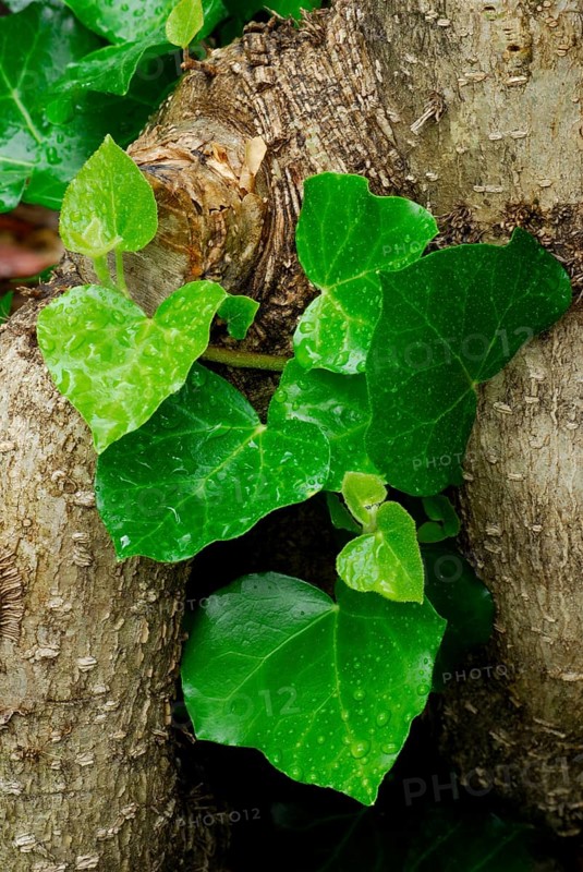 Ivy, green survival (Hedera-Helix)