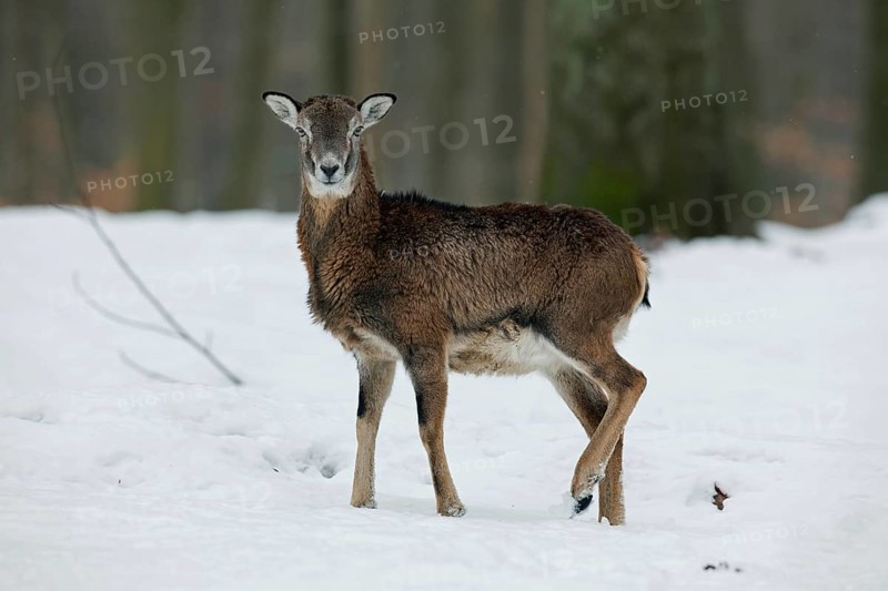 European mouflon (Ovis gmelini musimon) in the forest in the snow in winter, Germany, Europe